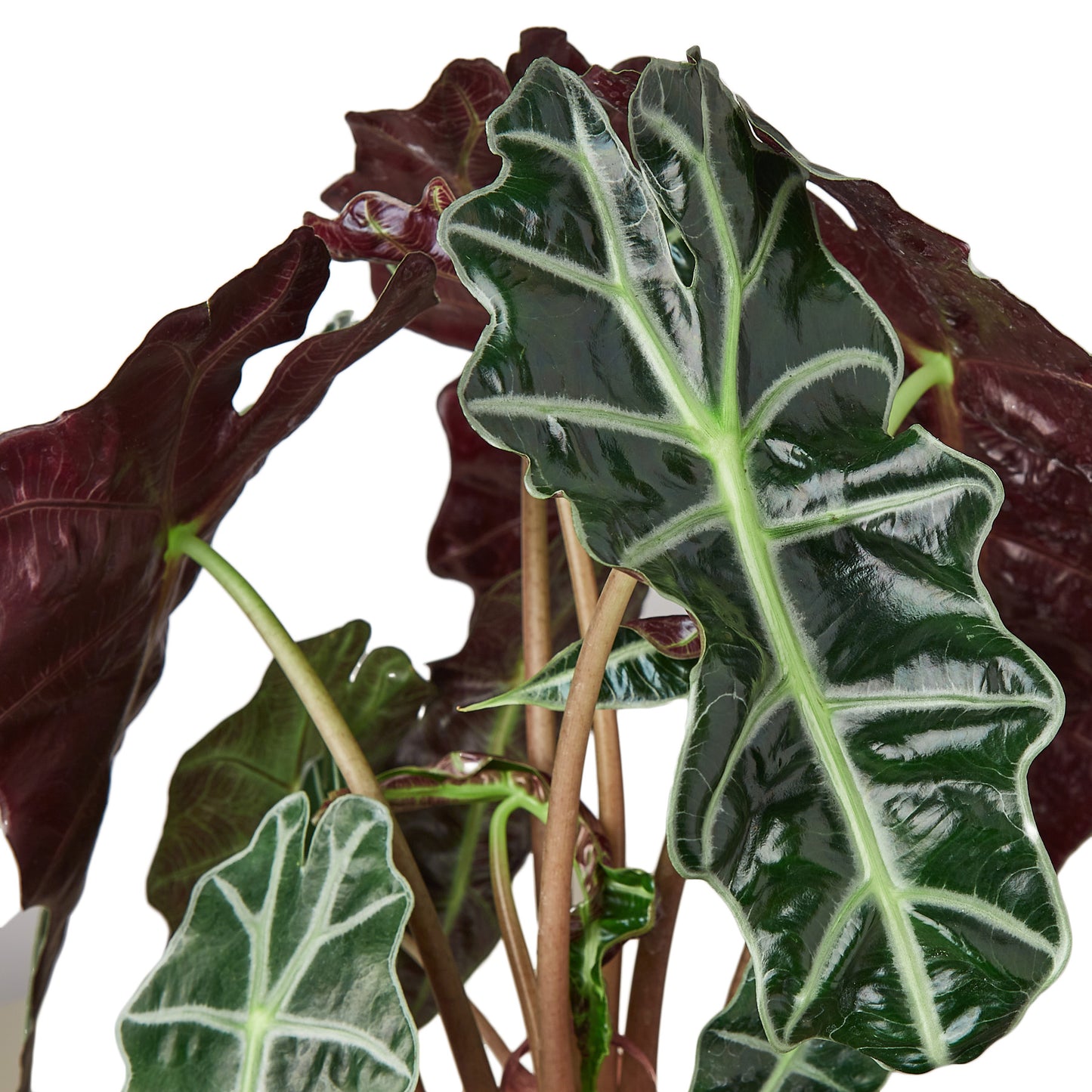 Alocasia African Mask