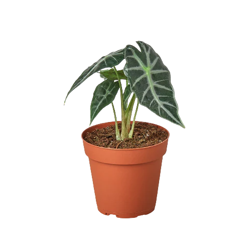 Alocasia Bambino