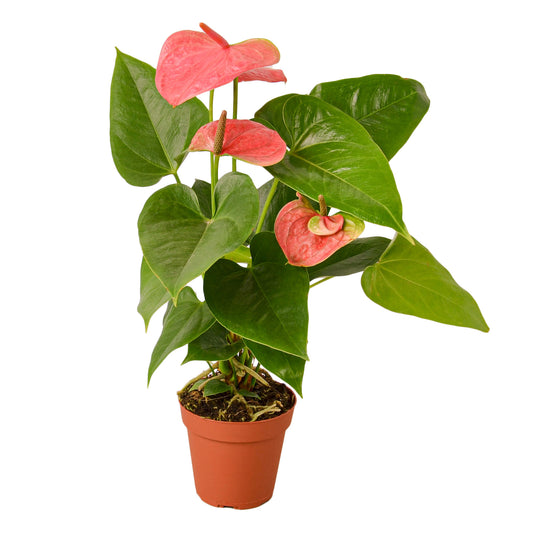 Anthurium Pink