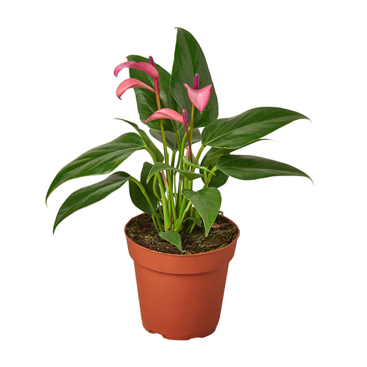 Anthurium Purple