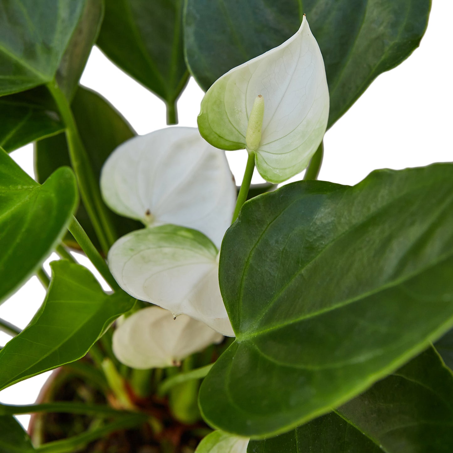 Anthurium White