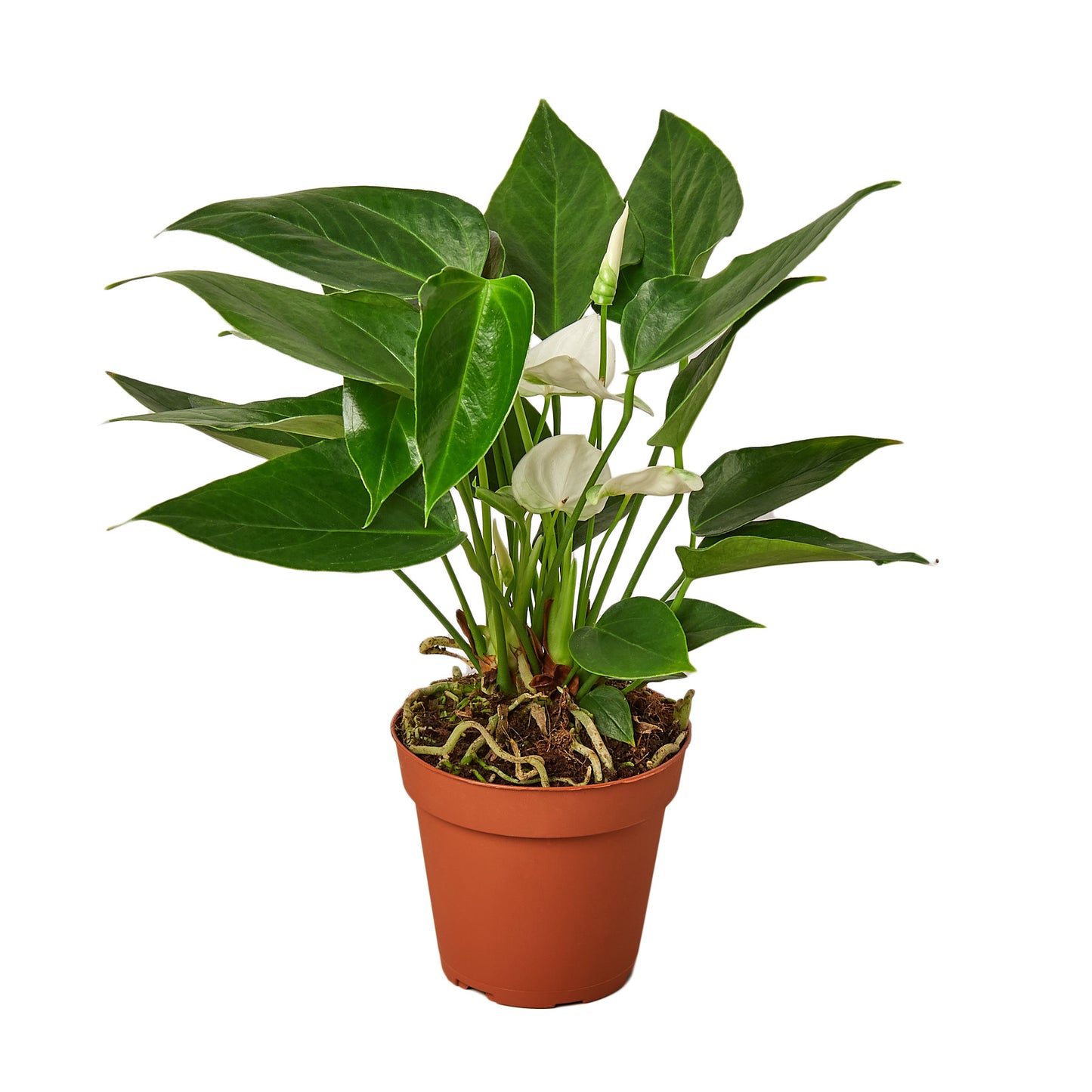 Anthurium White