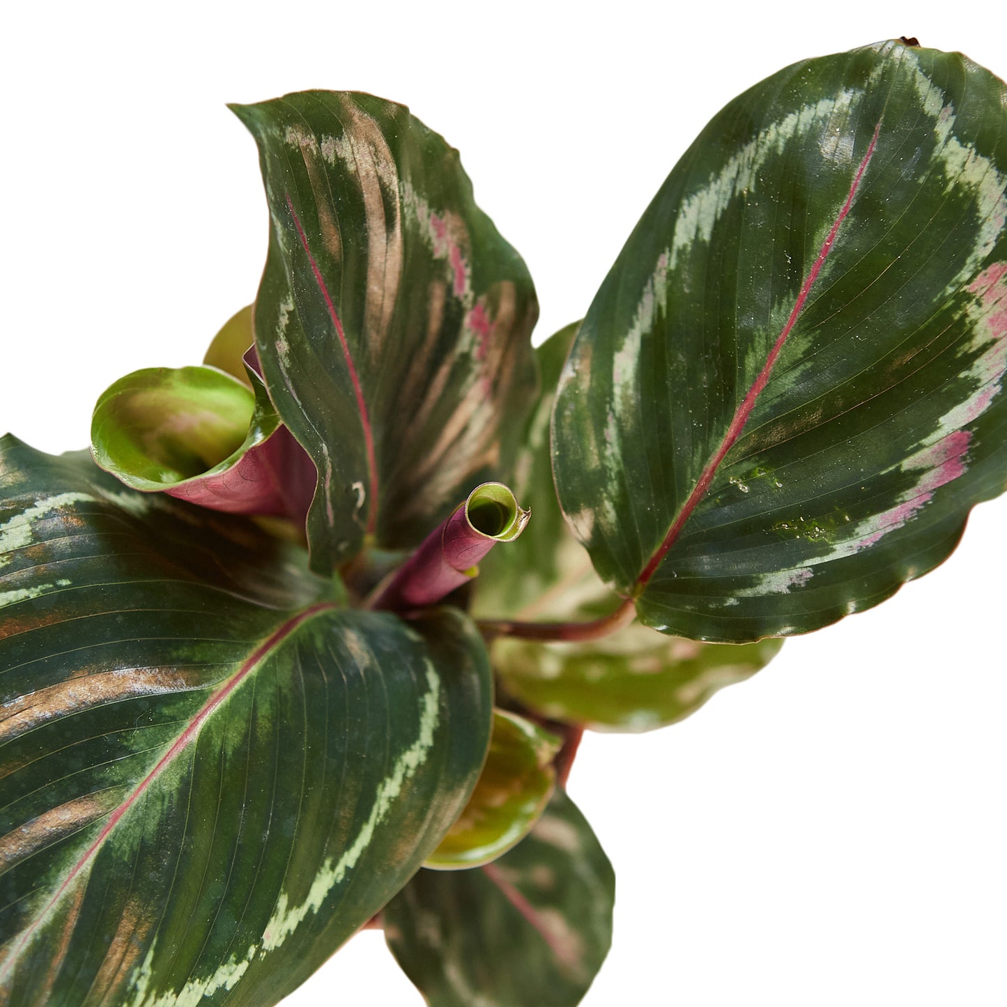 Calathea Medallion