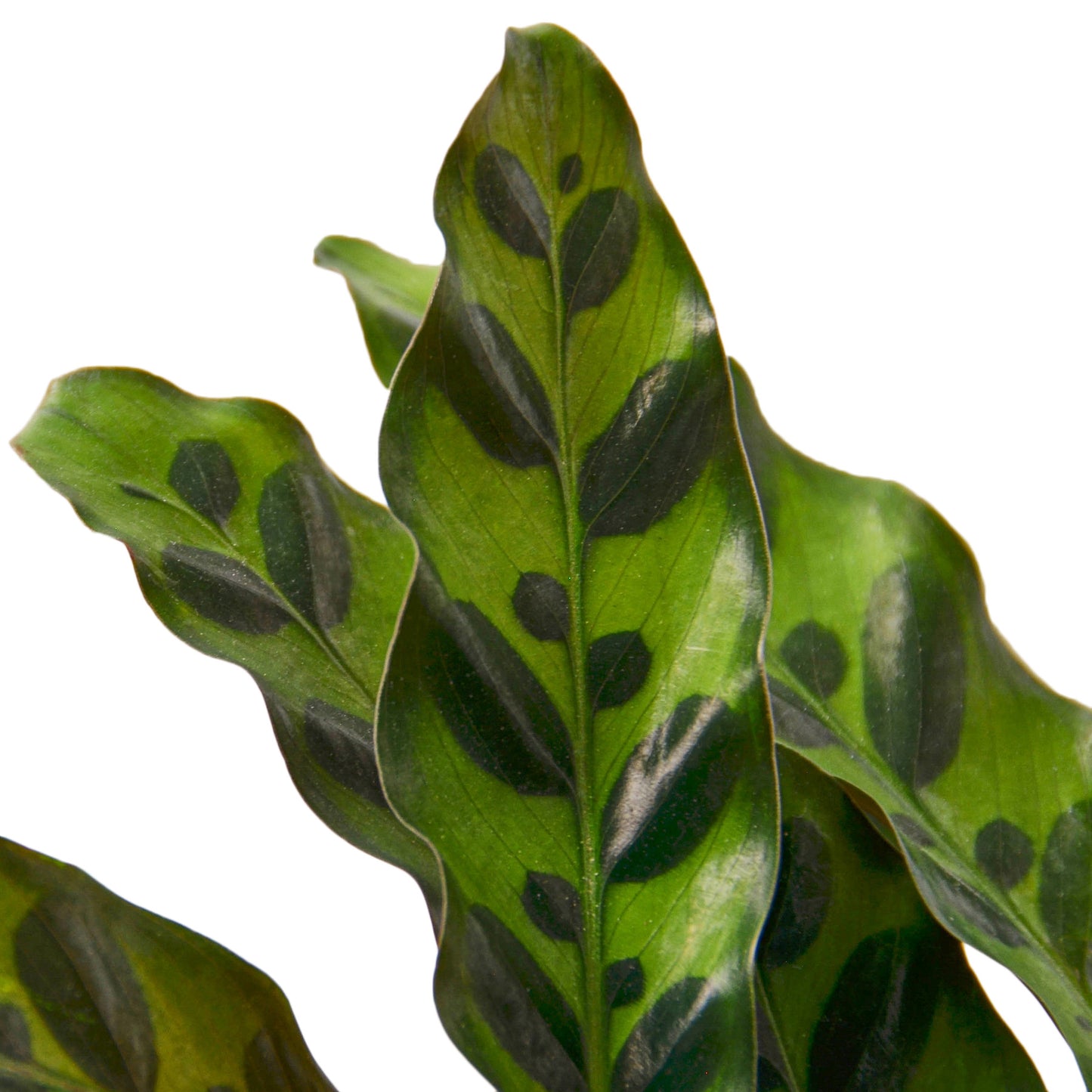 Calathea Rattlesnake