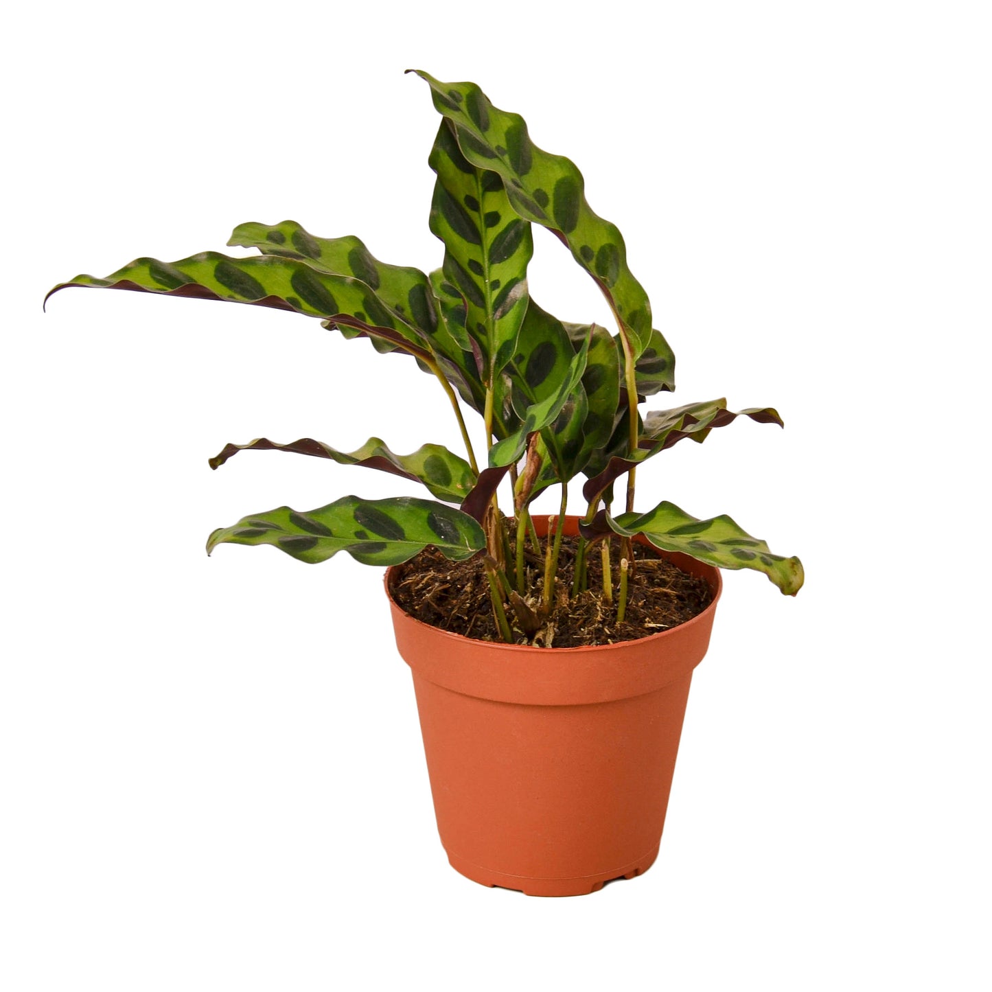 Calathea Rattlesnake