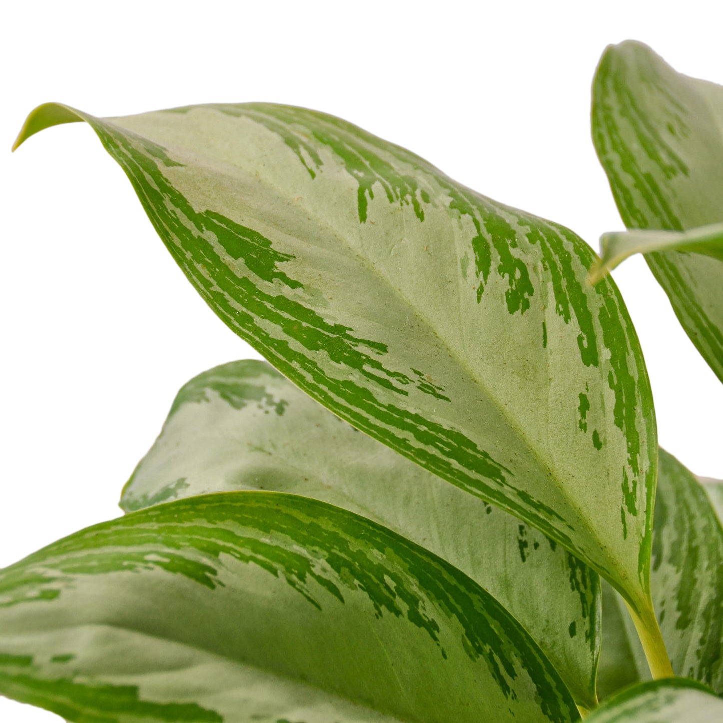 Chinese Evergreen Silver Bay