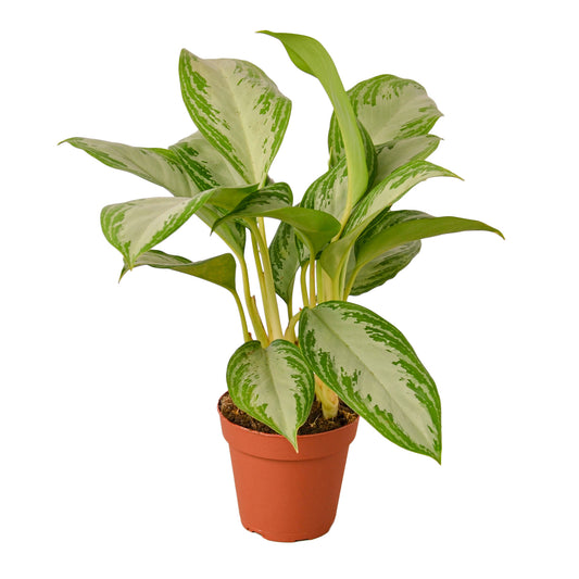 Chinese Evergreen Silver Bay