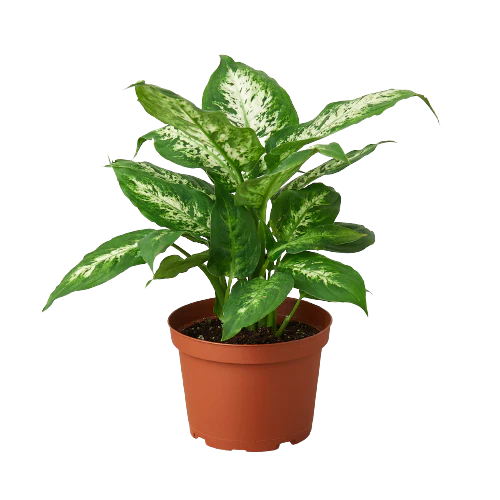 Dieffenbachia Tropic Snow