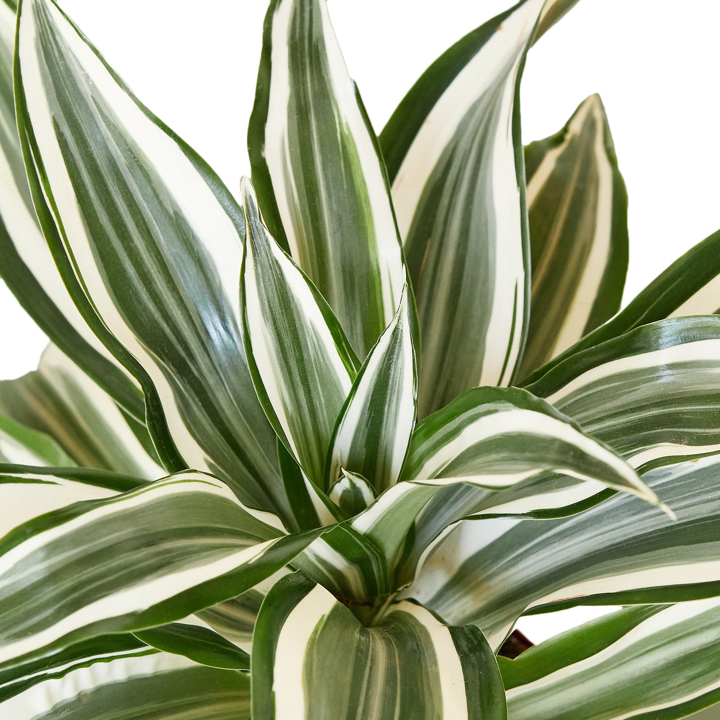 Dracaena White Jewel