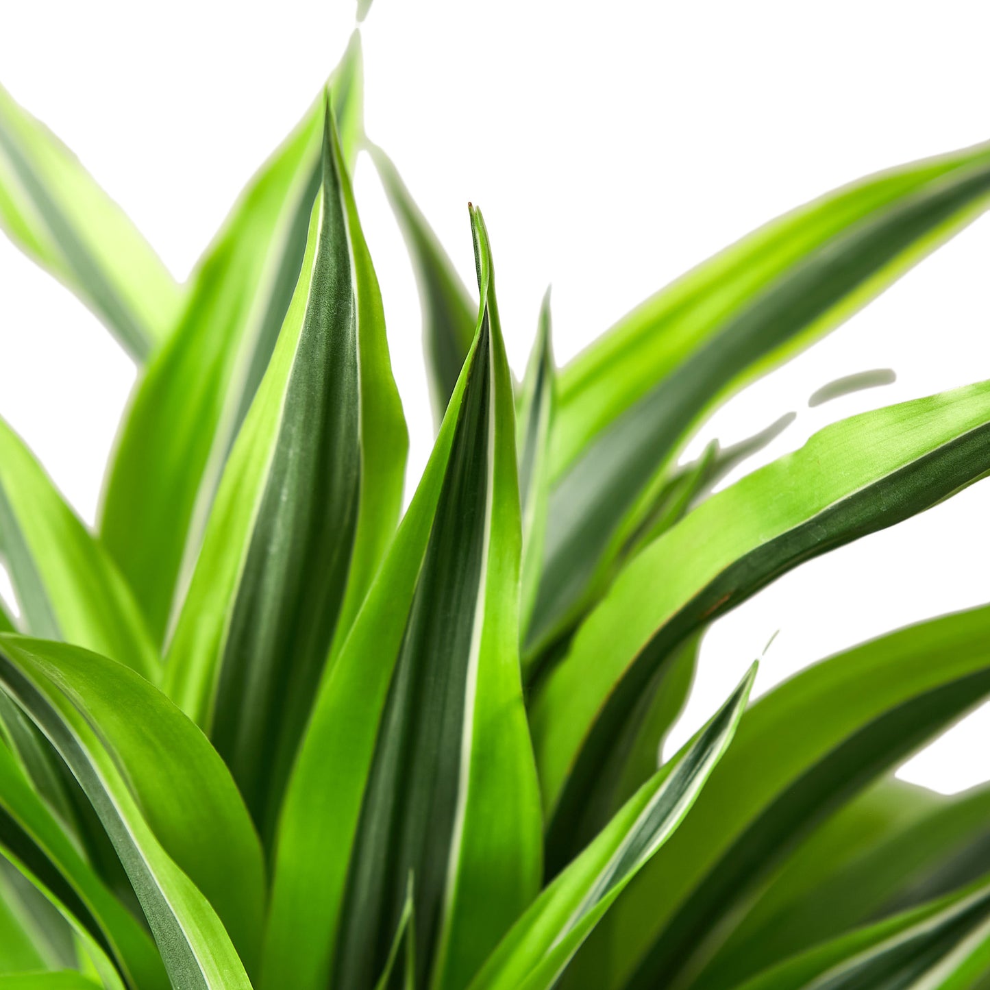 Dracaena Lemon Lime