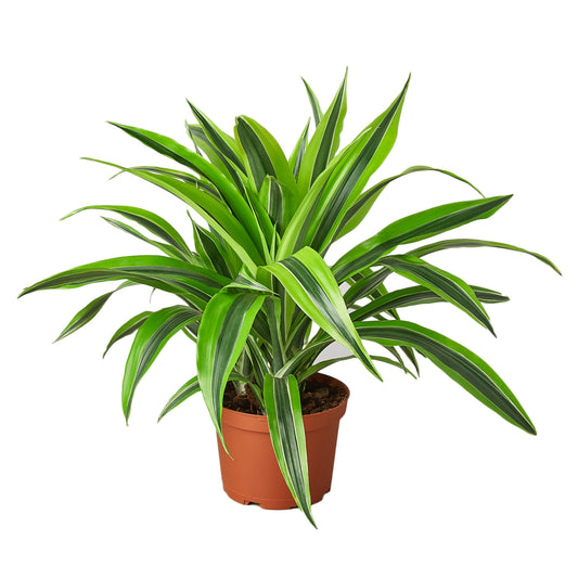 Dracaena Lemon Lime