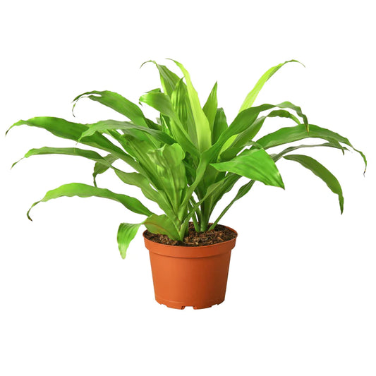 Dracaena Limelight