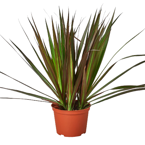 Dracaena Magenta