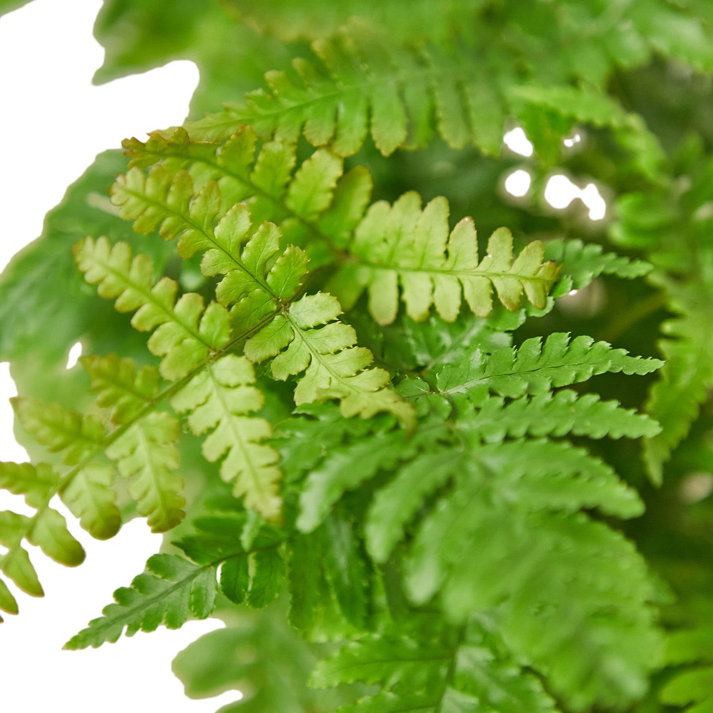 Fern Autumn