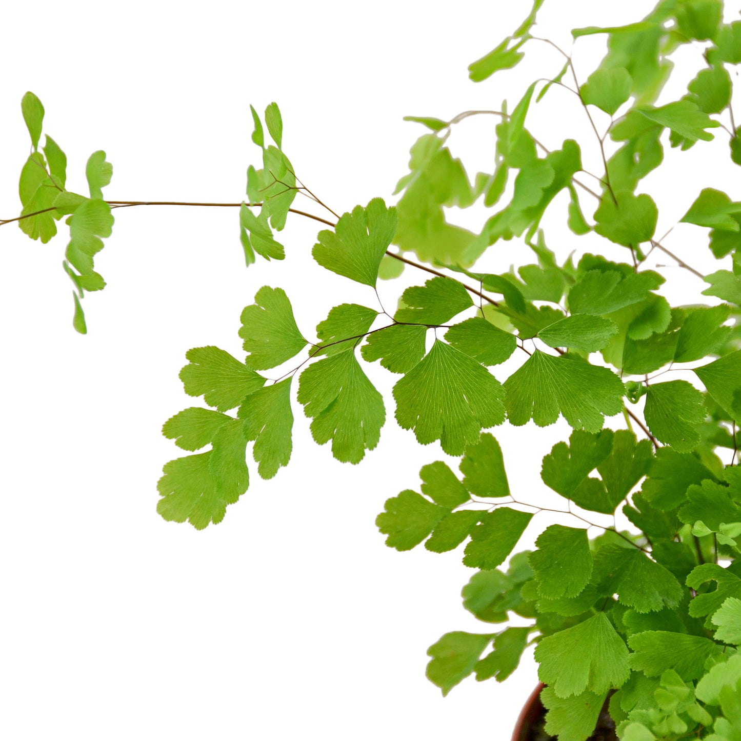 Fern Maidenhair