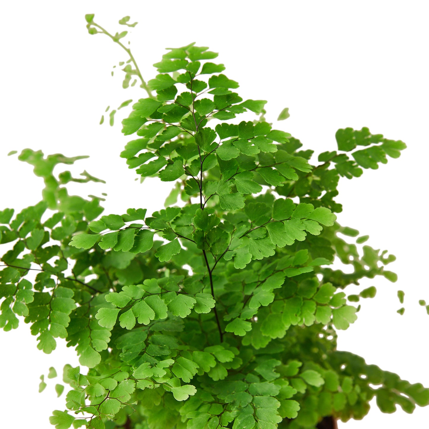 Fern Maidenhair