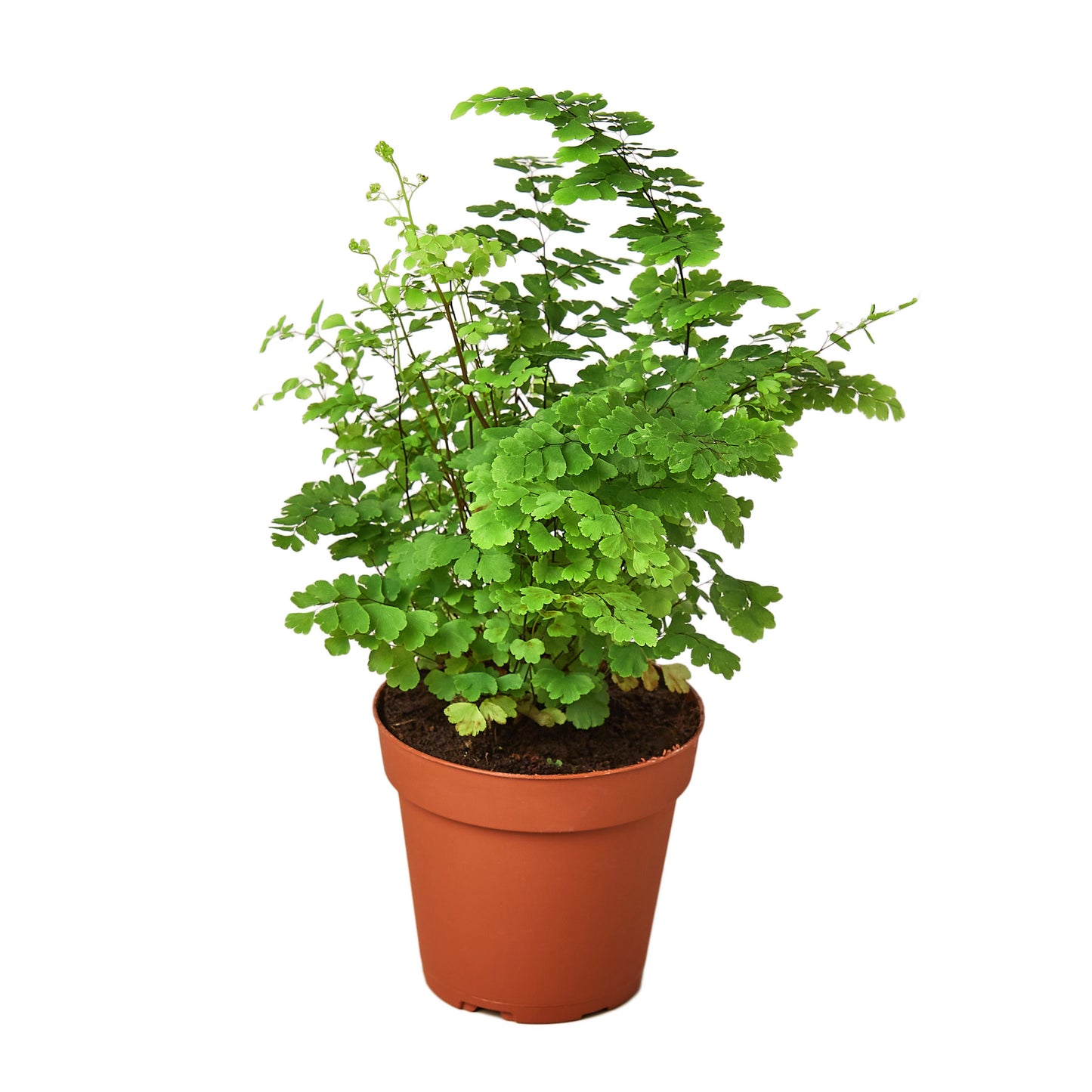 Fern Maidenhair