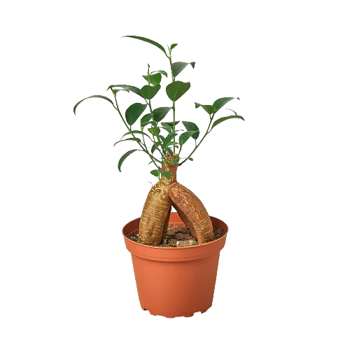 Ficus Ginseng