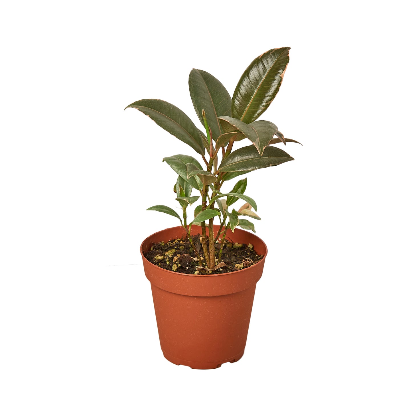 Ficus Tineke