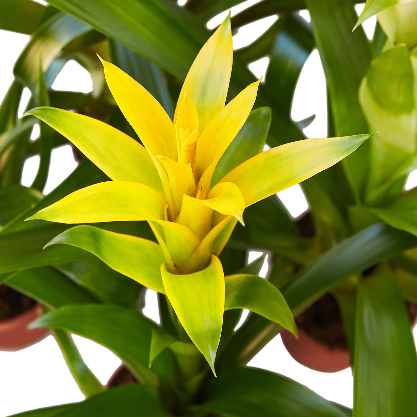 Bromeliad Guzmania Yellow