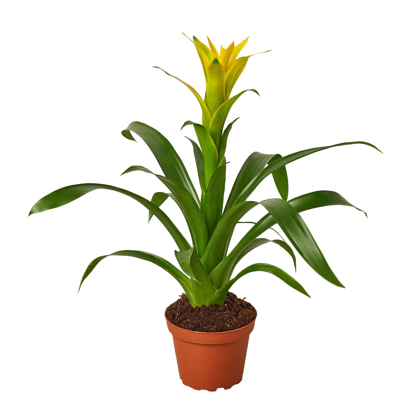 Bromeliad Guzmania Yellow