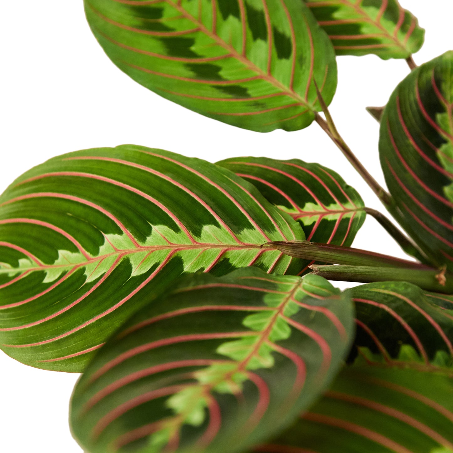 Maranta Red