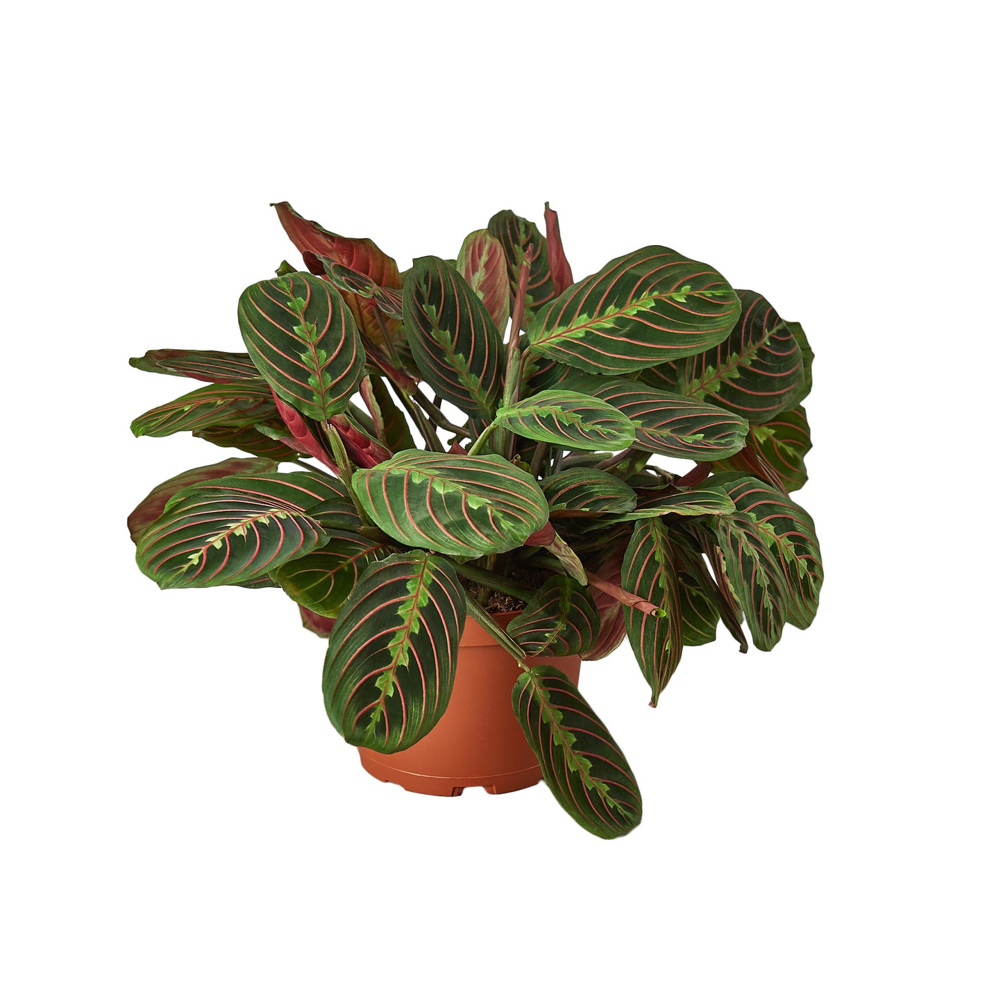 Maranta Red