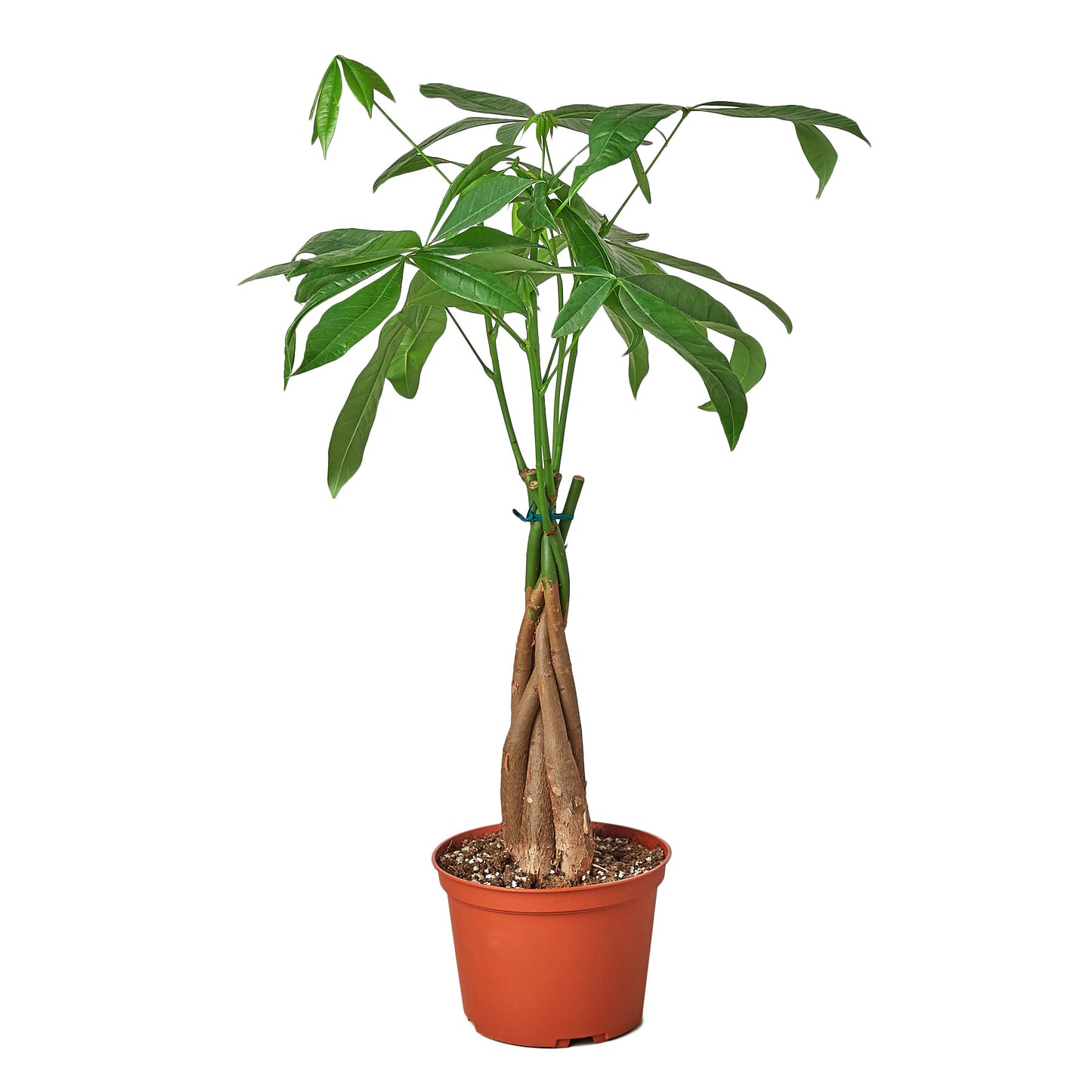 Pachira Braid (Money Tree)