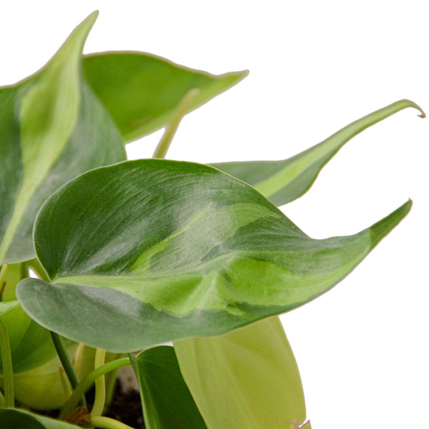 Philodendron Brasil