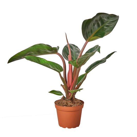 Philodendron Congo Rojo