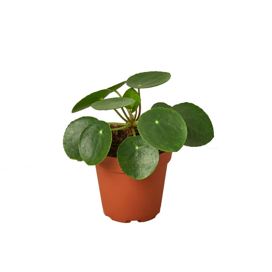 Pilea Peperomiodes Chinese Money