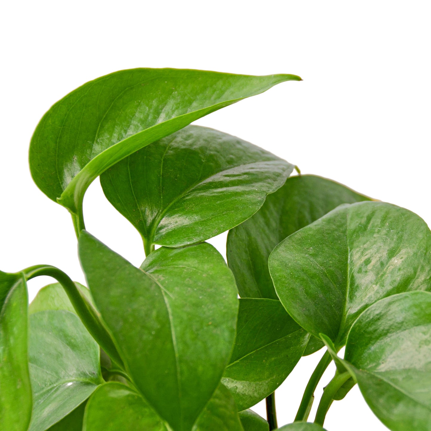 Pothos Green