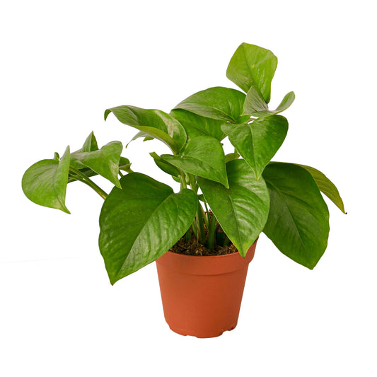 Pothos Green