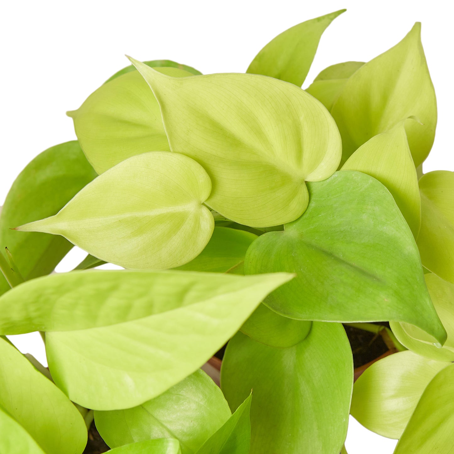 Pothos Neon