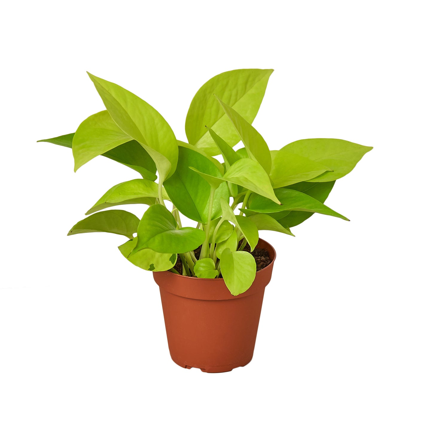 Pothos Neon