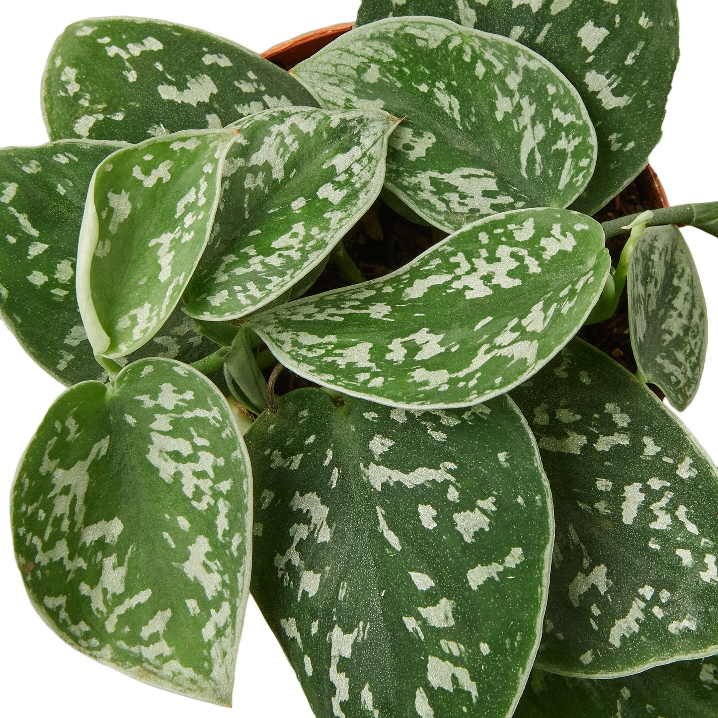 Pothos Satin