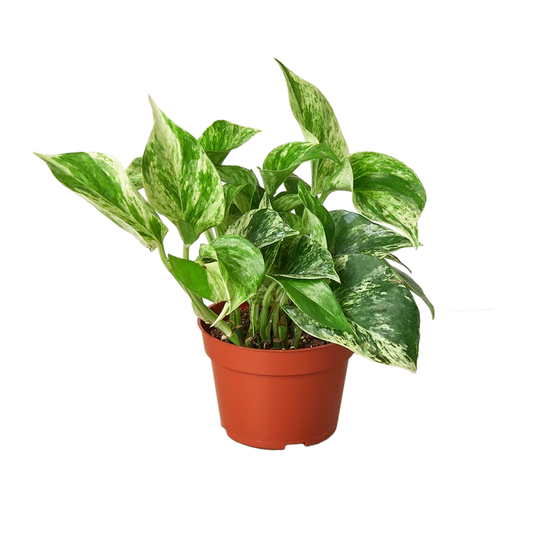 Pothos Marble Queen