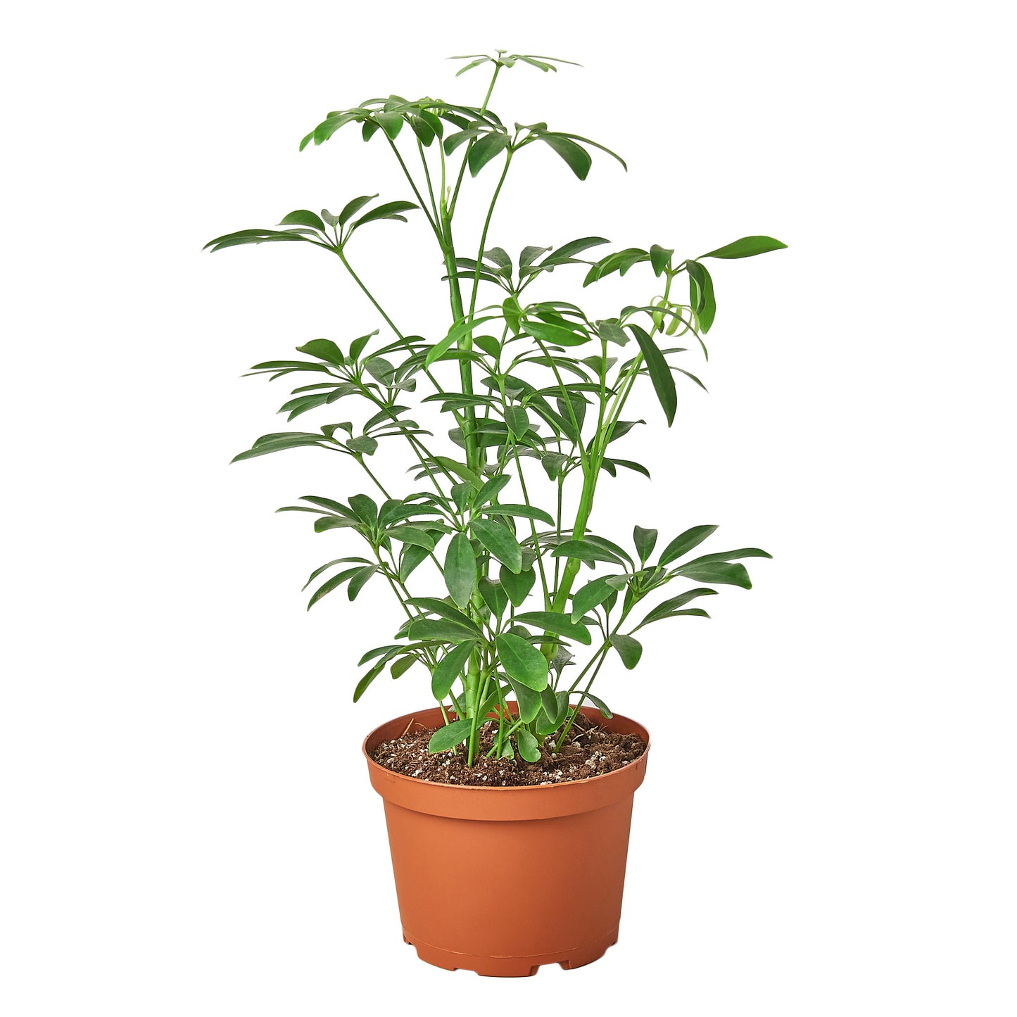 Schefflera Arboricola