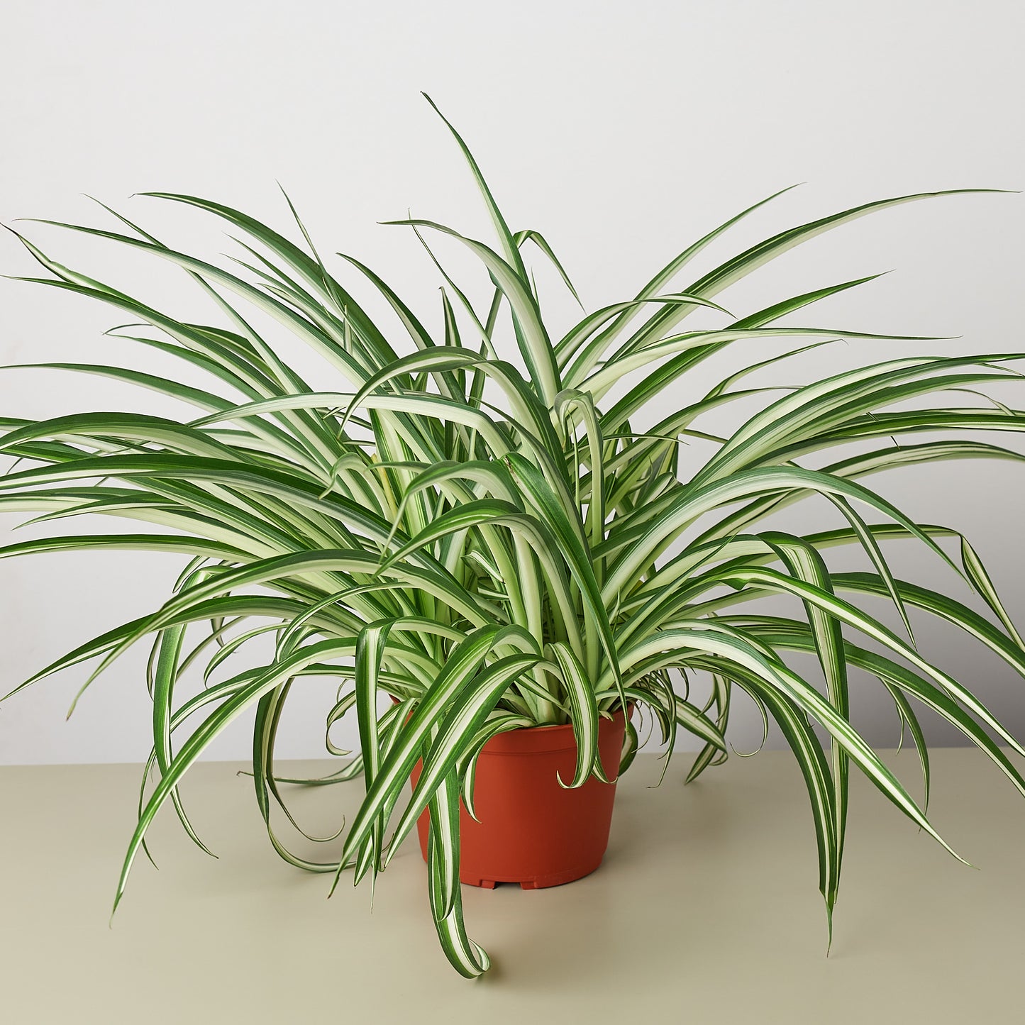 Spider Plant Reverse