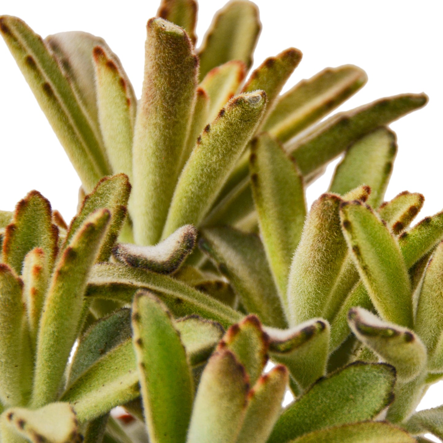 Kalanchoe Chocolate Soldier