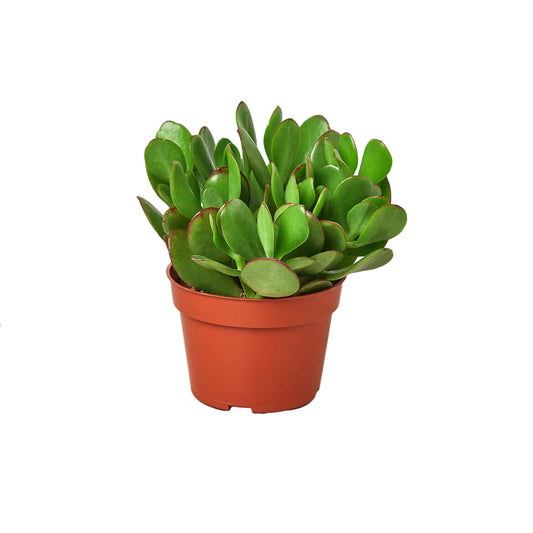 Crassula Jade