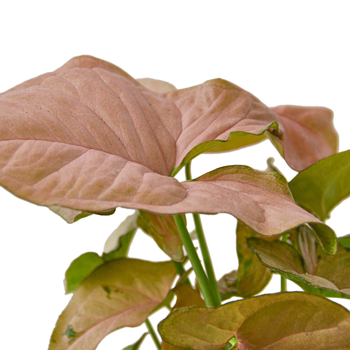 Syngonium Strawberry