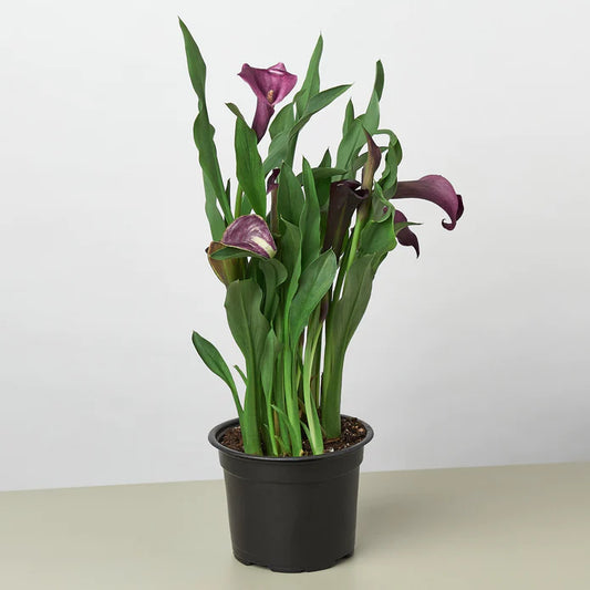 Calla Lily Purple