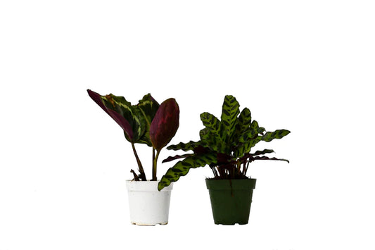 4 In. Calathea Variety Pack