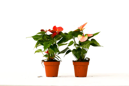 4 In. Anthurium Variety Pack