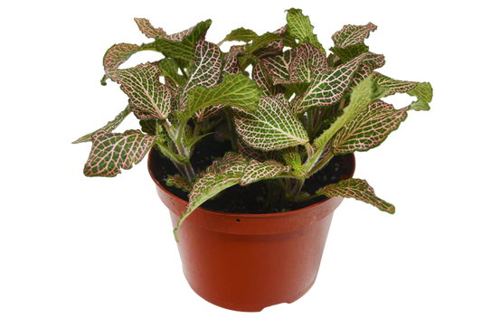 Fittonia Pink