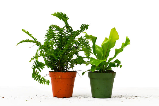 4 In. Fern Variety Pack