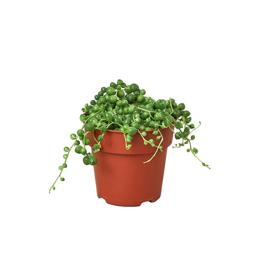 Senecio String Of Pearls