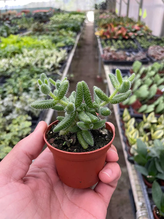 Delosperma Pickle Plant