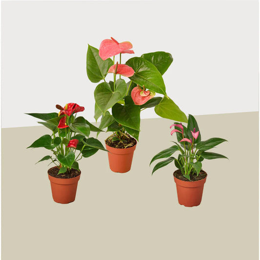 Anthurium Variety 3Pk